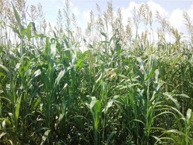 Commercial Property for Sale in Bloemdal Free State